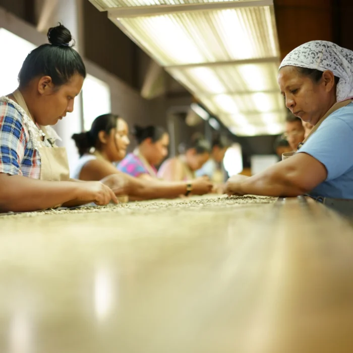 El Sunzita Drop Coffee 2