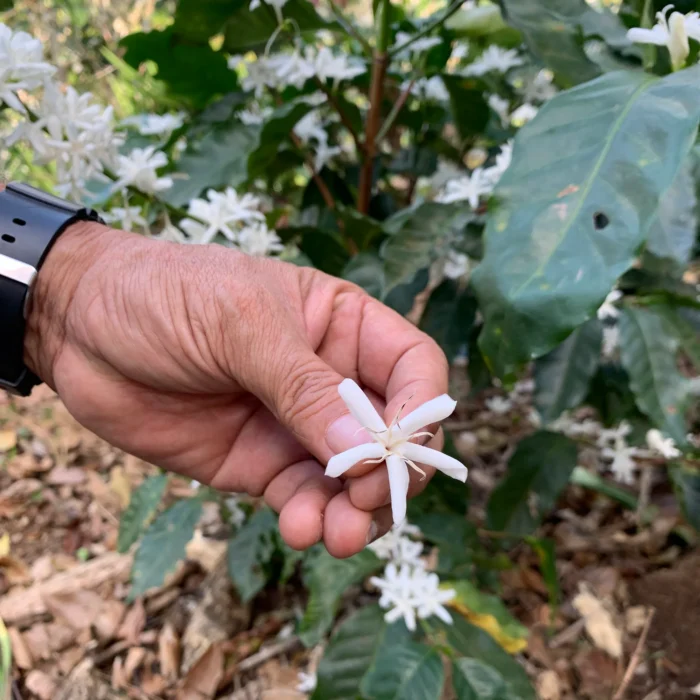 El Sunzita Drop Coffee 4